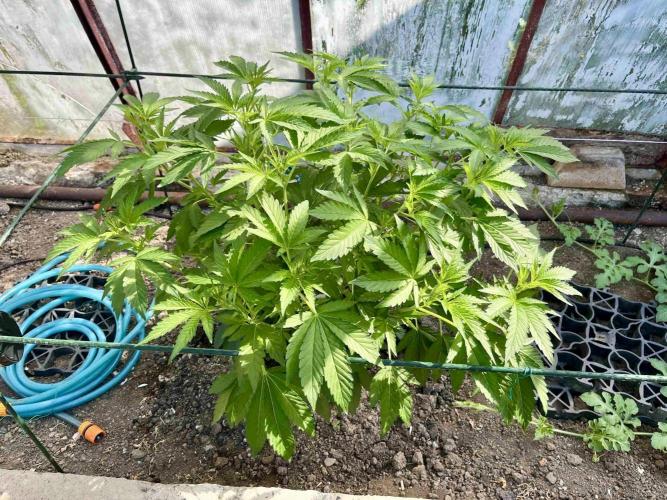 greenhouse26. Week 6 - Grape Diamonds #17 x Grandpa's Cookies #6