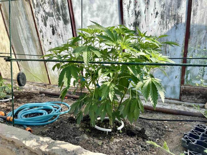 greenhouse26. Week 6 - Grape Diamonds #17 x Grandpa's Cookies #6