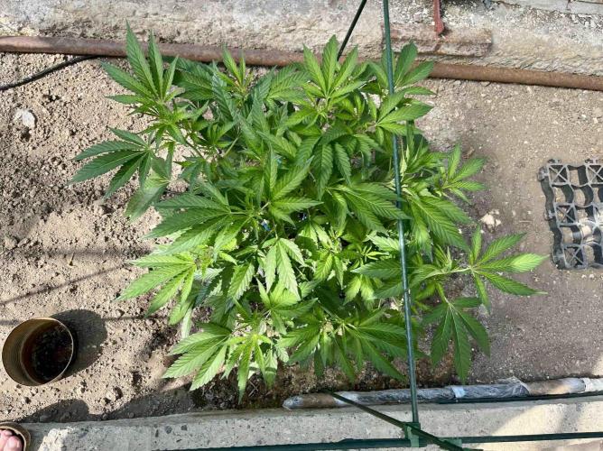 greenhouse26. Week 6 - xxx x Grandpa's Cookies #6