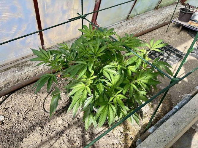 greenhouse26. Week 6 - xxx x Grandpa's Cookies #6