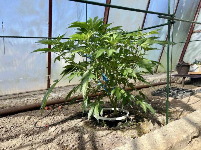 greenhouse26. Week 6 - xxx x Grandpa's Cookies #6