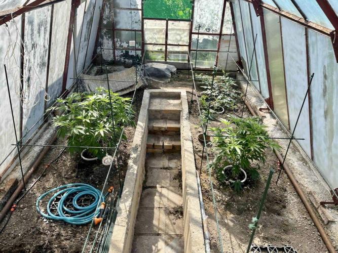 greenhouse26. Week 6