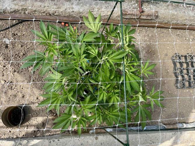 greenhouse26. Week 6 - xxx x Grandpa's Cookies #6