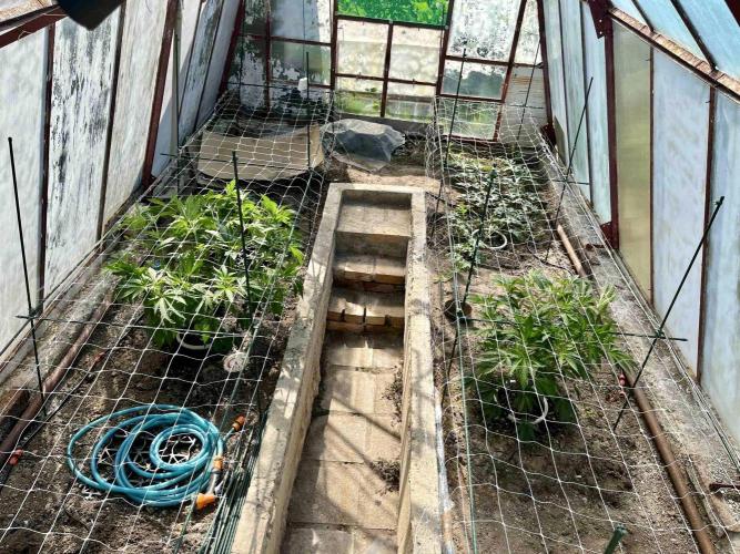 greenhouse26. Week 6