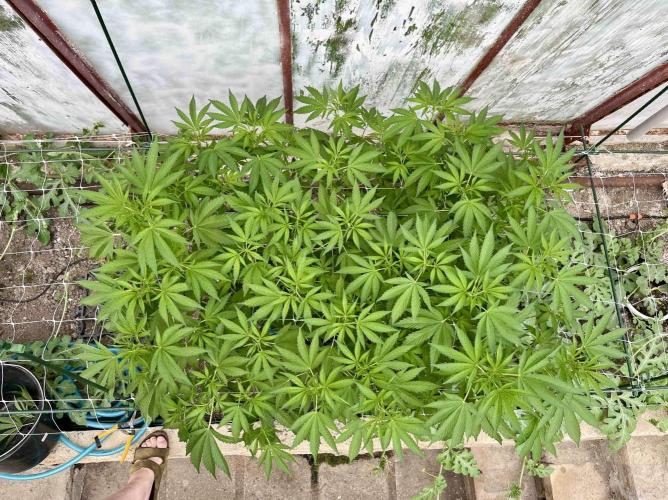 greenhouse26. Week 7 - Grape Diamonds #17 x Grandpa's Cookies #6