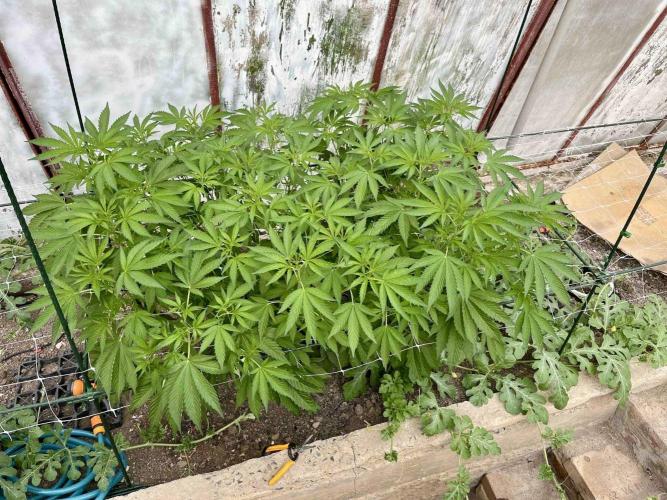 greenhouse26. Week 7 - Grape Diamonds #17 x Grandpa's Cookies #6
