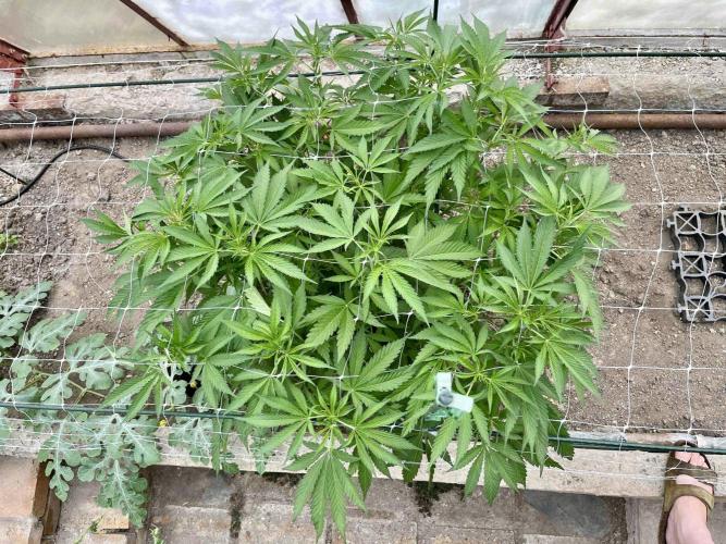 greenhouse26. Week 7 - xxx x Grandpa's Cookies #6