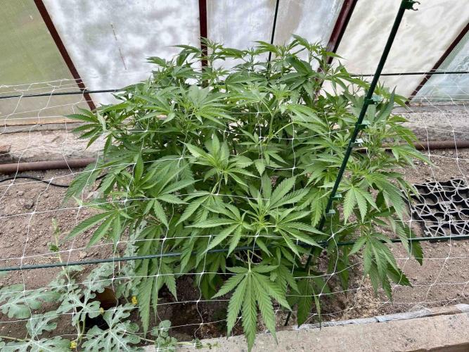 greenhouse26. Week 7 - xxx x Grandpa's Cookies #6