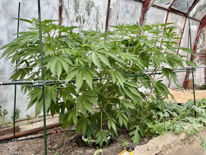 greenhouse26. Week 7 - Grape Diamonds #17 x Grandpa's Cookies #6