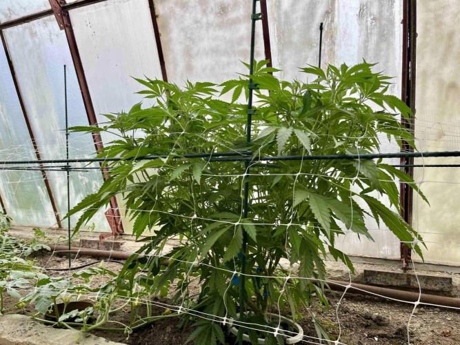 greenhouse26. Week 7 - xxx x Grandpa's Cookies #6