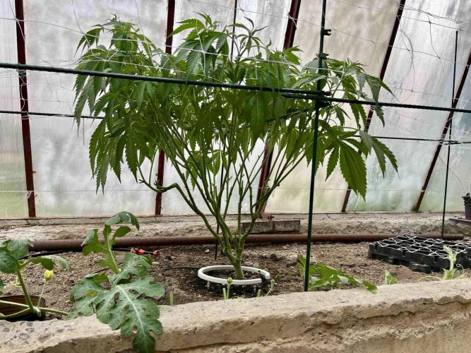 greenhouse26. Week 7 - xxx x Grandpa's Cookies #6