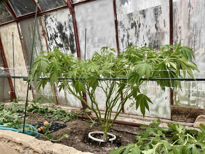greenhouse26. Week 7 - Grape Diamonds #17 x Grandpa's Cookies #6