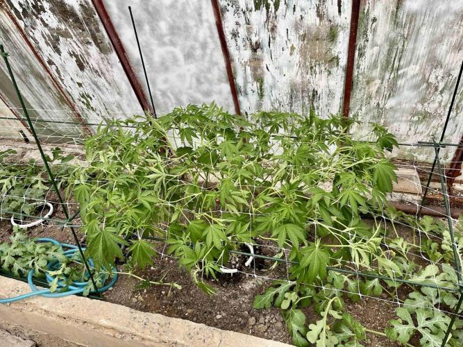 greenhouse26. Week 7 - Grape Diamonds #17 x Grandpa's Cookies #6
