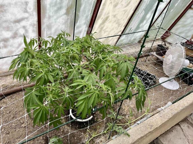 greenhouse26. Week 7 - xxx x Grandpa's Cookies #6