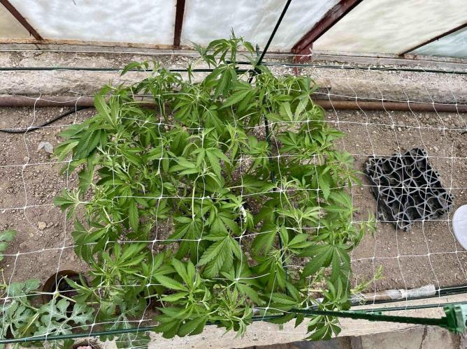 greenhouse26. Week 7 - xxx x Grandpa's Cookies #6