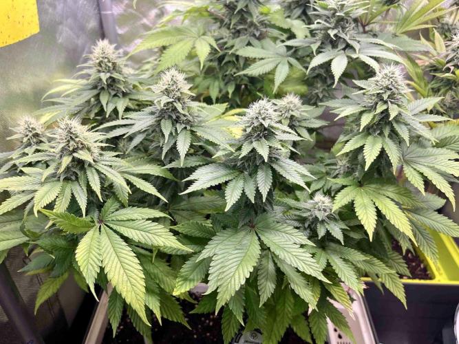 90’ classic. Week 13 - White Widow