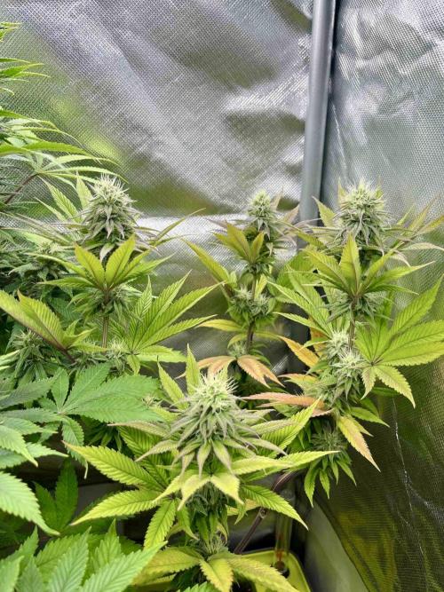 90’ classic. Week 13 - Jack Herer Fem