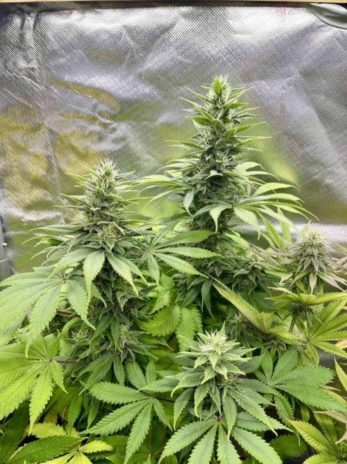 90’ classic. Week 13 - Bubblegum #2