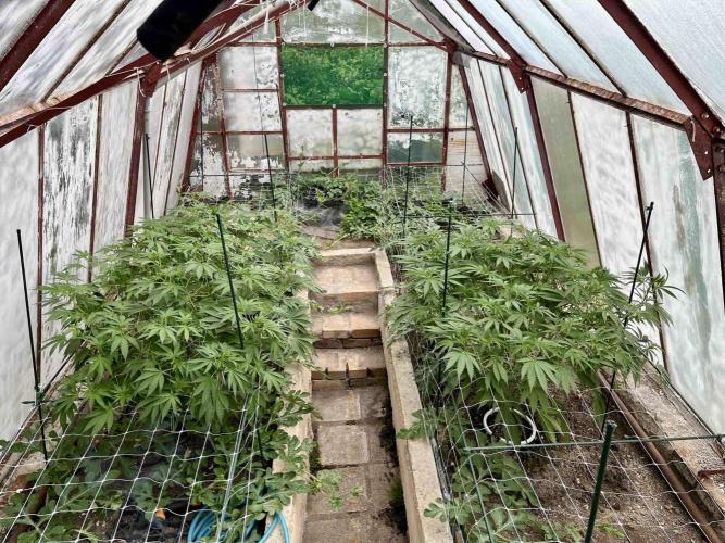 greenhouse26. Week 8
