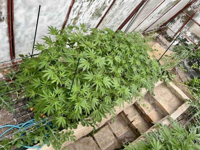 greenhouse26. Week 8 - Grape Diamonds #17 x Grandpa's Cookies #6