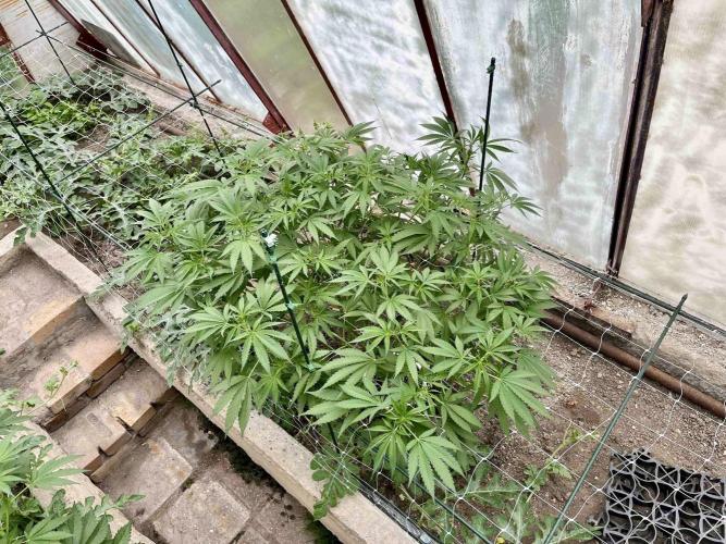 greenhouse26. Week 8 - xxx x Grandpa's Cookies #6