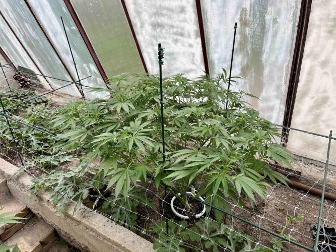 greenhouse26. Week 8 - xxx x Grandpa's Cookies #6