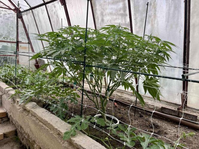 greenhouse26. Week 8 - xxx x Grandpa's Cookies #6
