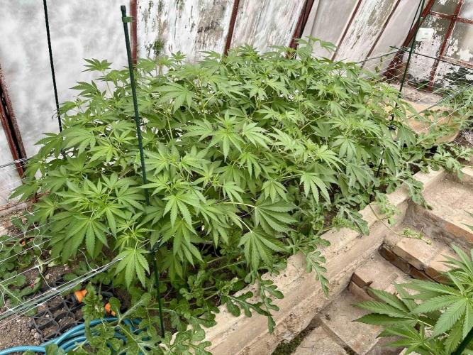 greenhouse26. Week 8 - Grape Diamonds #17 x Grandpa's Cookies #6