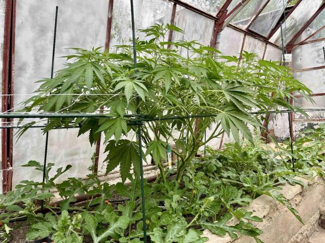 greenhouse26. Week 8 - Grape Diamonds #17 x Grandpa's Cookies #6