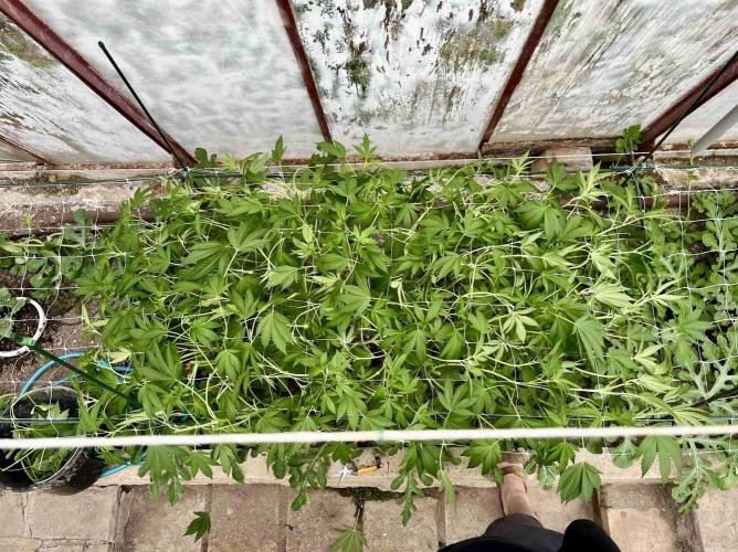 greenhouse26. Week 8 - Grape Diamonds #17 x Grandpa's Cookies #6
