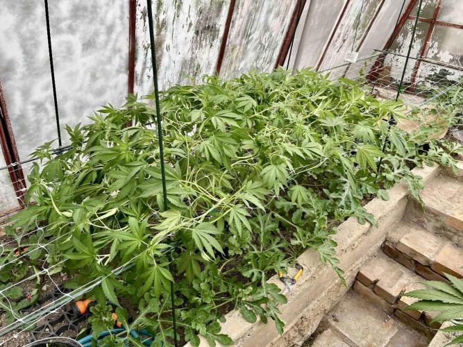 greenhouse26. Week 8 - Grape Diamonds #17 x Grandpa's Cookies #6