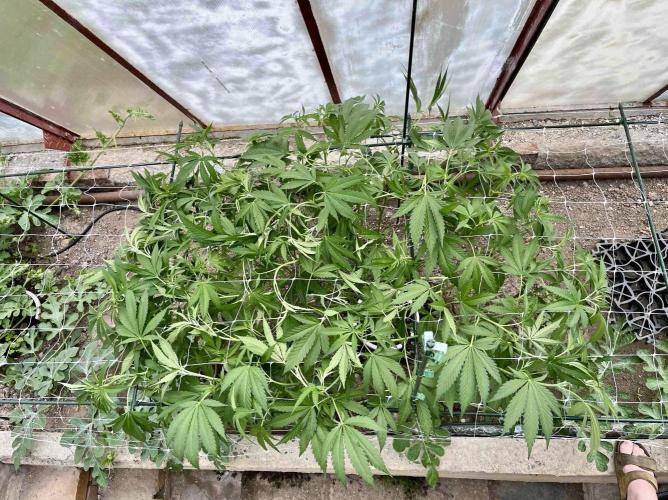 greenhouse26. Week 8 - xxx x Grandpa's Cookies #6