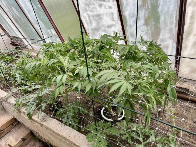 greenhouse26. Week 8 - xxx x Grandpa's Cookies #6
