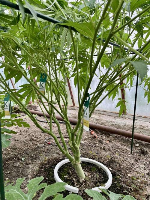 greenhouse26. Week 8 - xxx x Grandpa's Cookies #6