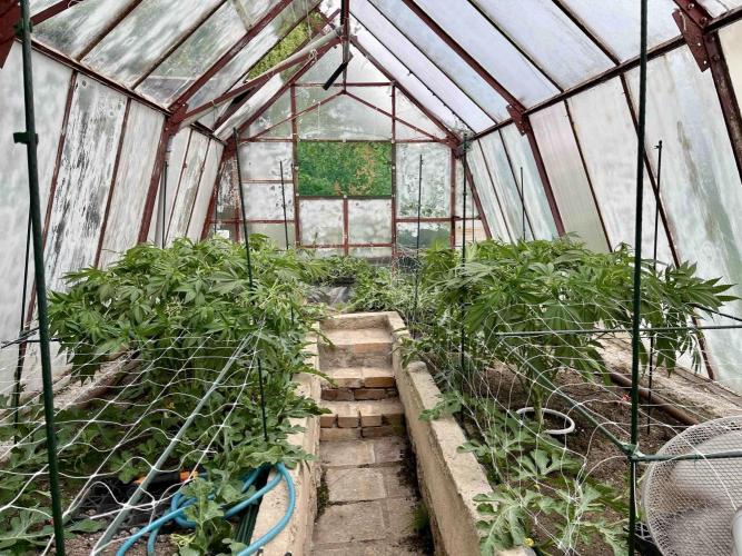 greenhouse26. Week 8