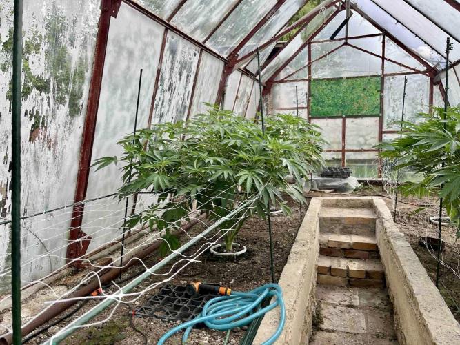 greenhouse26. Week 9 - Grape Diamonds #17 x Grandpa's Cookies #6