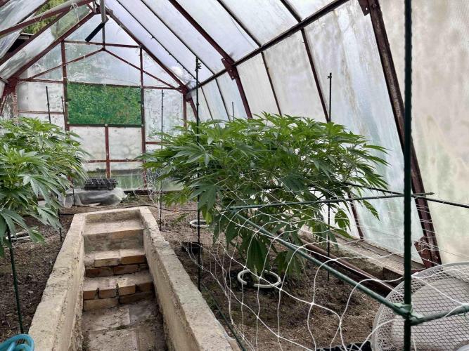 greenhouse26. Week 9 - xxx x Grandpa's Cookies #6