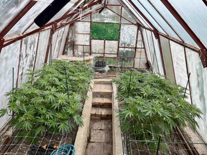 greenhouse26. Week 9