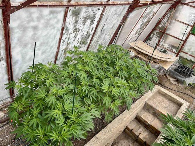 greenhouse26. Week 9 - Grape Diamonds #17 x Grandpa's Cookies #6