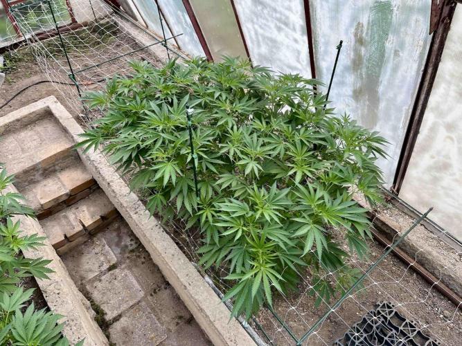 greenhouse26. Week 9 - xxx x Grandpa's Cookies #6