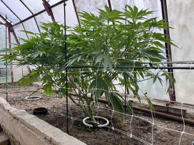 greenhouse26. Week 9 - xxx x Grandpa's Cookies #6