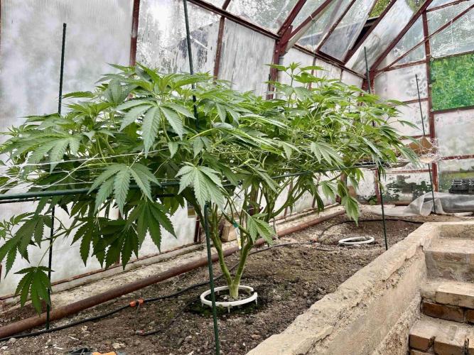 greenhouse26. Week 9 - Grape Diamonds #17 x Grandpa's Cookies #6