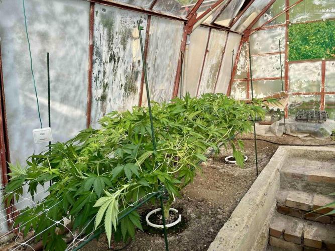 greenhouse26. Week 9 - Grape Diamonds #17 x Grandpa's Cookies #6