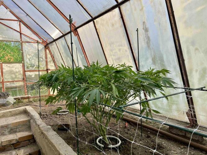 greenhouse26. Week 9 - xxx x Grandpa's Cookies #6