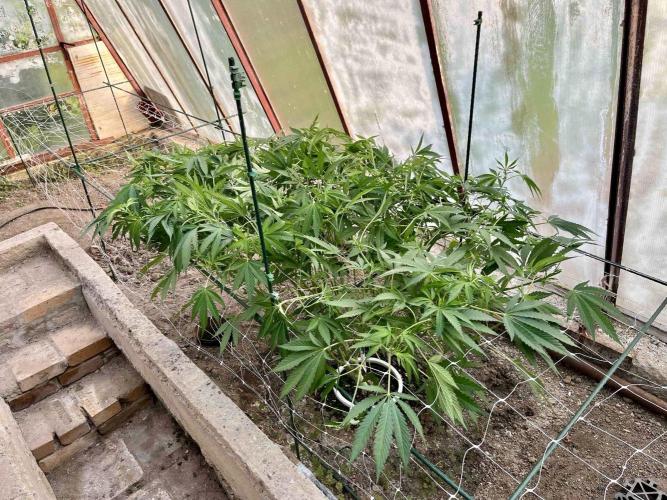 greenhouse26. Week 9 - xxx x Grandpa's Cookies #6