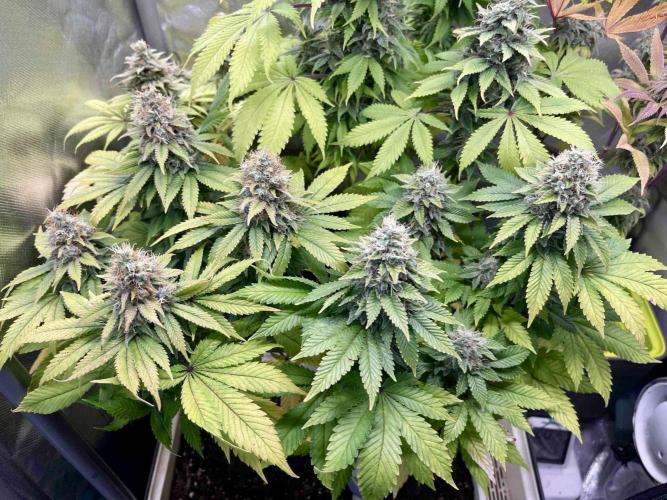 90’ classic. Week 15 - White Widow