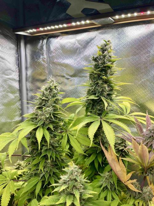 90’ classic. Week 15 - Bubblegum /sativa pheno