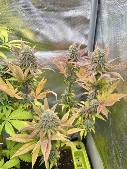 90’ classic. Week 15 - Jack Herer