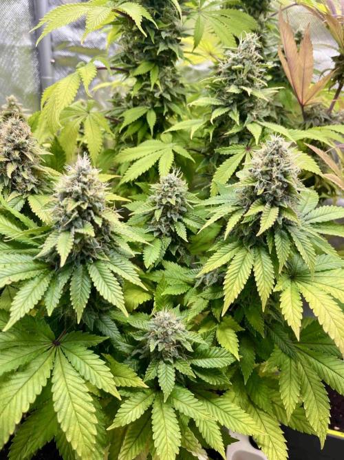 90’ classic. Week 15 - White Widow
