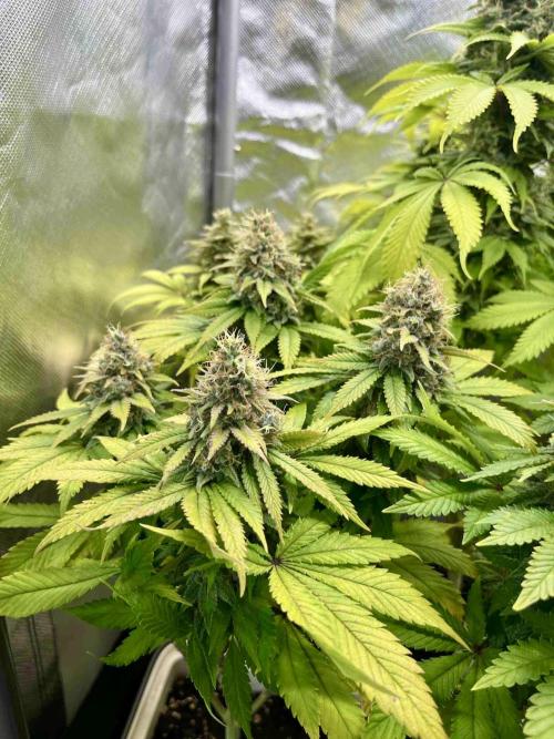 90’ classic. Week 15 - White Widow